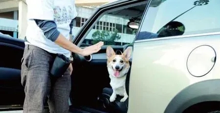 怎么训练狗上车 对于兴奋的狗狗要说不 | 狗