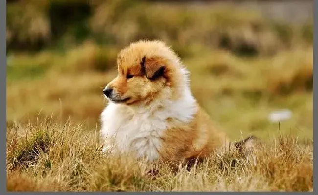 苏格兰牧羊犬|苏格兰牧羊犬孕期饮食食谱