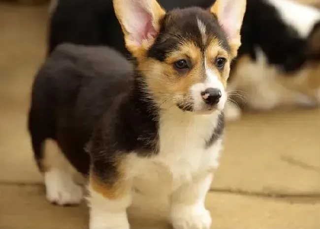 柯基犬|严肃禁止柯基犬乱叫的方法