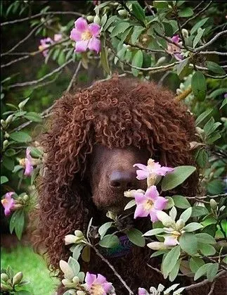 爱尔兰水猎犬怎么选 顶髻是这个种类的特征 | 爱尔兰水猎犬