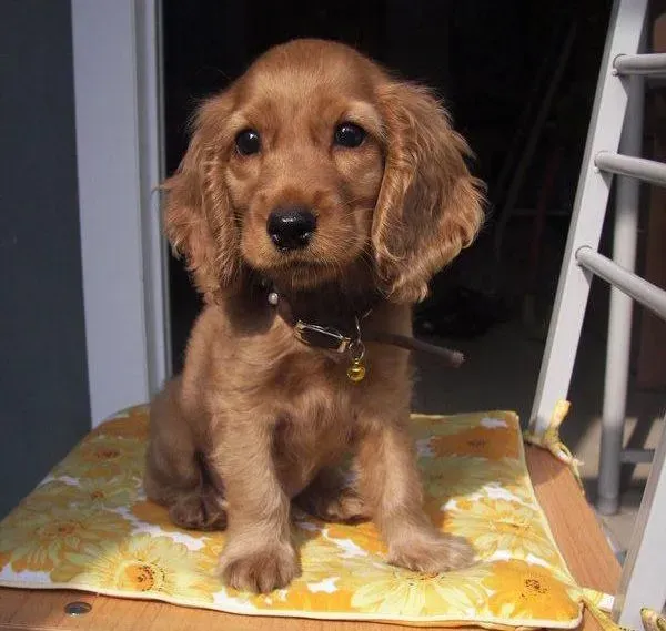 可卡犬|如何为可卡犬制作美味的食物，使可卡犬不再厌食