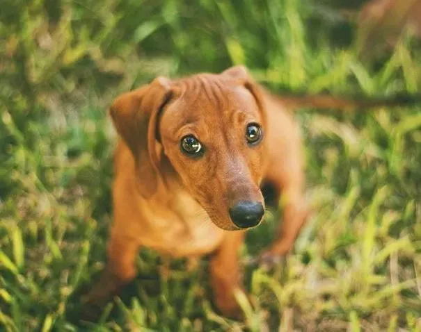 腊肠犬|腊肠狗饲养注意事项