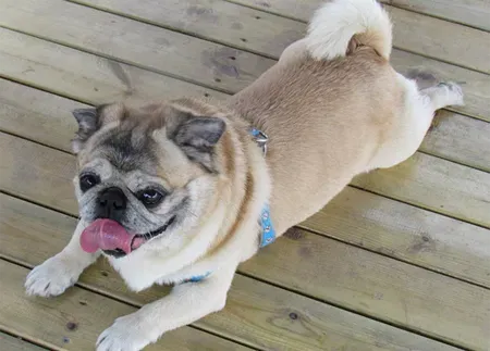 八哥犬会咬人吗 不要去激怒它们 | 八哥犬