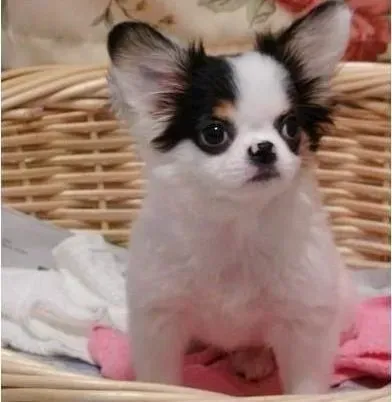 蝴蝶犬|鸡肝对于蝴蝶犬有什么好处和坏处呢