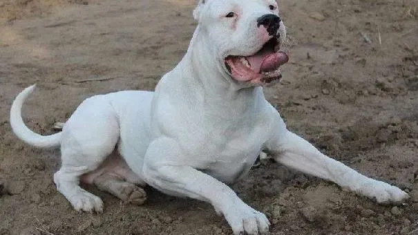 杜高犬|饲养杜高犬需要注意 杜高犬的日常护理