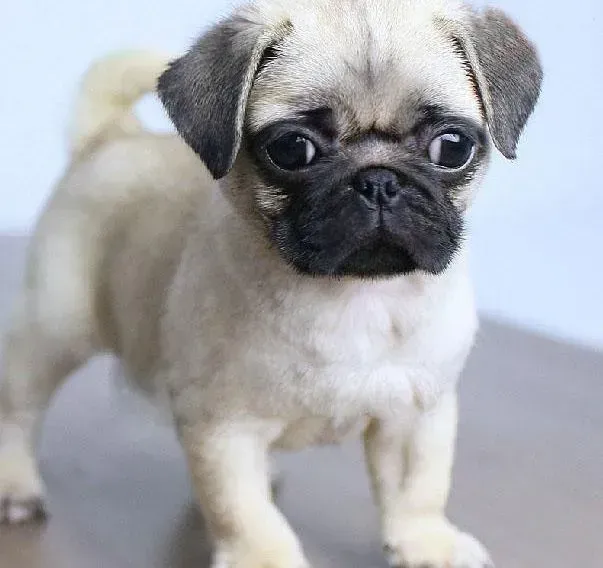 巴哥犬|巴哥犬尿尿带血是什么疾病