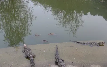 鳄鱼是怎么交配的 鳄鱼不用征得对方同意 | 鳄鱼