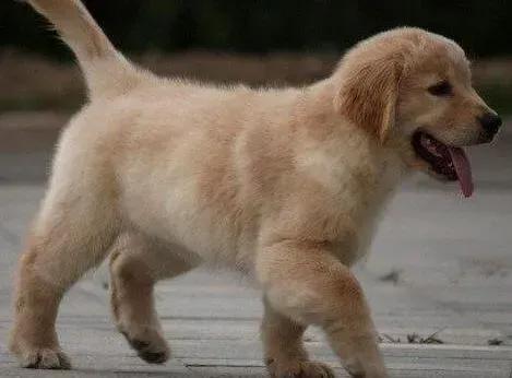 金毛|金毛犬脱毛严重怎么办，如何改善