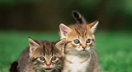 宠物猫和普通猫区别 宠物猫长得好看 | 猫