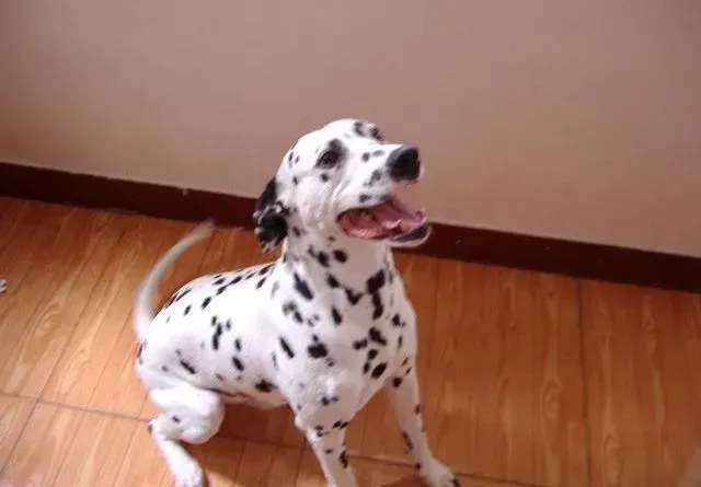 斑点狗|斑点狗胰腺炎康复后一直拉软便怎么调理