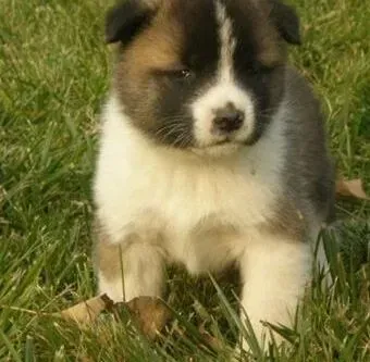 秋田犬|秋田犬的寿命与人类的寿命相比有哪些异同