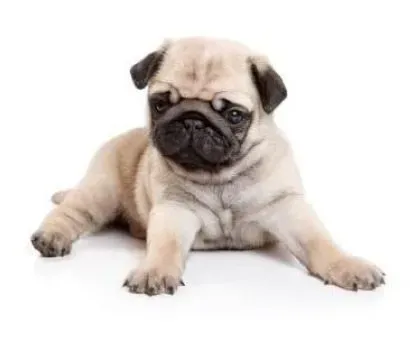 巴哥犬|巴哥犬怎么养 如何照顾刚到家的巴哥犬