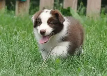 边境牧羊犬|给边境牧羊犬过多的零食没有好处