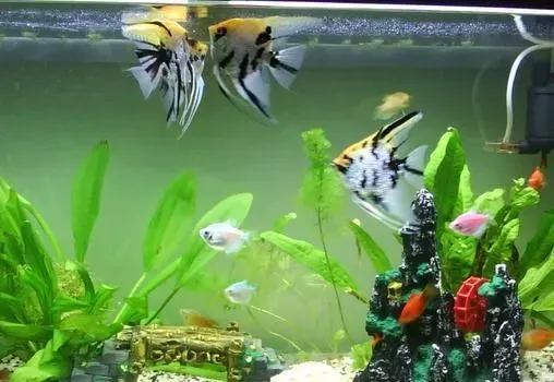 热带鱼缺氧怎么办 热带鱼缺氧的原因 | 热带鱼