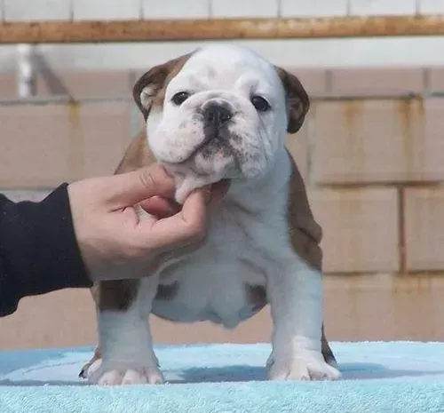 英国斗牛犬|斗牛犬最近便便很软而且还不成形