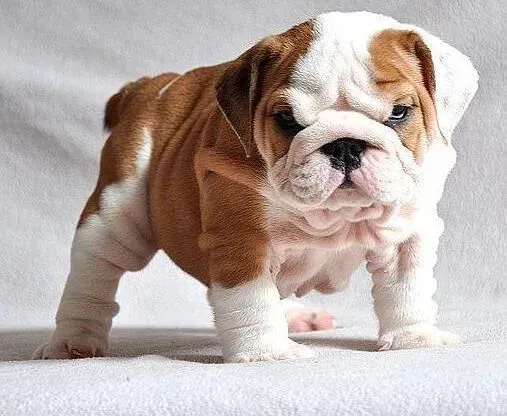 英国斗牛犬|斗牛犬大便带血，总是发抖是为什么