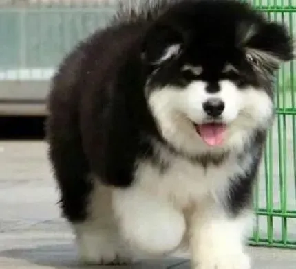 阿拉斯加犬|怎样制止阿拉斯加雪橇犬乱吠乱咬的不良行为