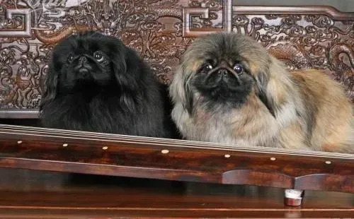 京巴狗|京巴犬胃口不太好，不吃饭没事吧