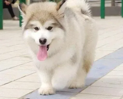 阿拉斯加犬|阿拉斯加犬老是呕吐黄水是怎么回事