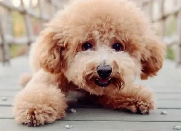 泰迪犬|一岁的泰迪犬突然没精神应怎么办