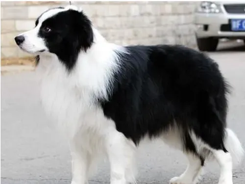 边境牧羊犬好养么  饲养不是很难 | 边境牧羊犬