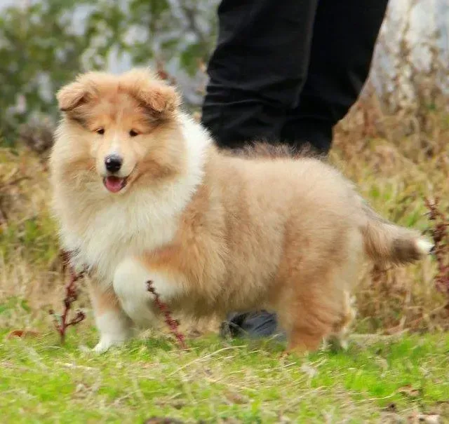 苏格兰牧羊犬|两个月的苏格兰牧羊犬应吃什么