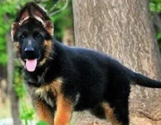 德国牧羊犬|德国牧羊犬常见的疾病和预防办法