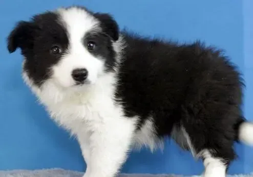 边境牧羊犬|帮你解决边境牧羊犬的皮屑之忧