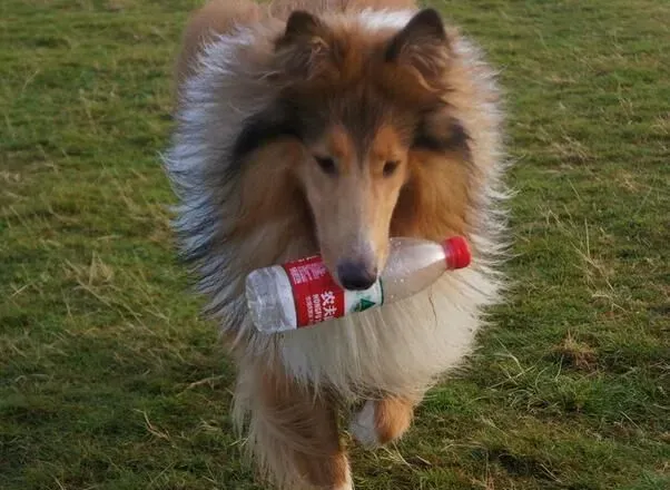 苏格兰牧羊犬眼睛 苏格兰牧羊犬眼睛特点 | 苏格兰牧羊犬