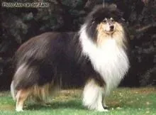 苏格兰牧羊犬|苏格兰牧羊犬便便有血的主要原因分析