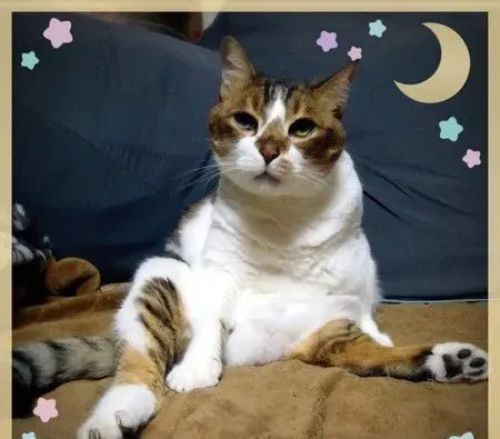 分享主子的巨无霸猫砂块 超像还没炸的鸡排 | 猫