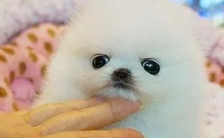 博美犬|如何对博美犬的卫生和食物做科学管理
