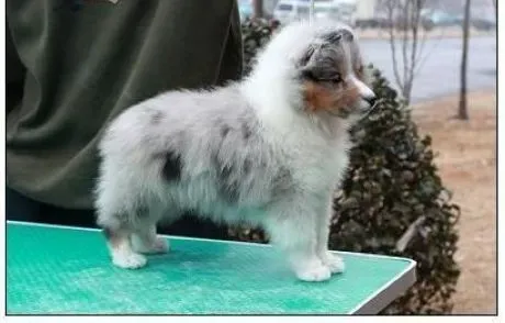 喜乐蒂|饲养小常识 如何照顾好喜乐蒂犬