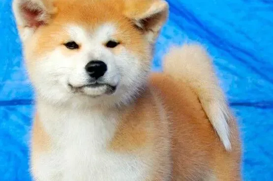 秋田犬|秋田犬喜欢吃粑粑该怎么管教