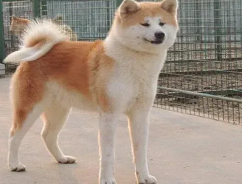 秋田犬|教你正确照顾怀孕期间的秋田犬