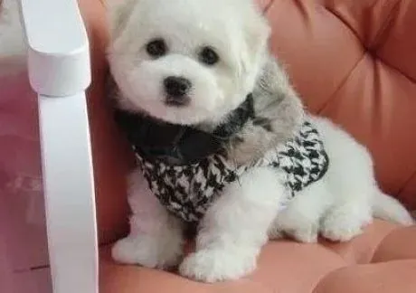 比熊犬|科学饲养 年幼的比熊犬如何健康成长