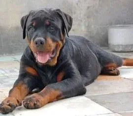 罗威纳犬|训练罗威纳犬不搞破坏的方法
