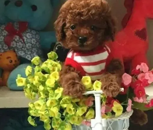 泰迪犬|如何养出最妩媚动人的泰迪犬
