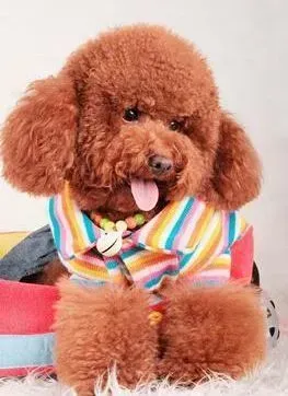 泰迪犬|我想我会更懂你 如何了解泰迪犬表达情绪的方法