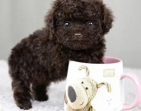 泰迪犬|怎样才能保持泰迪犬的耳朵无比干净