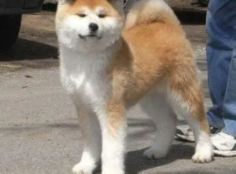 秋田犬|如何为秋田犬选择质量最佳的狗粮