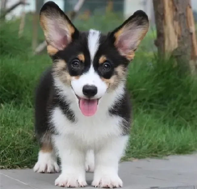 柯基犬|给柯基犬正确滴眼药水的一些好意见