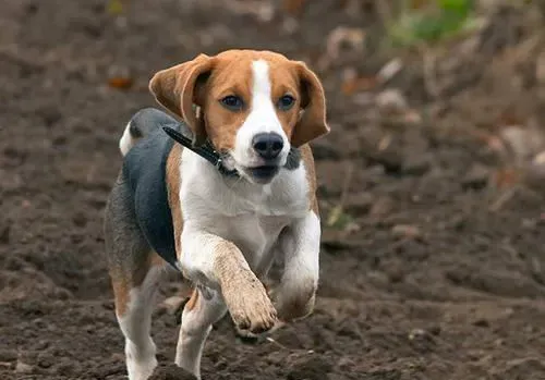 猎狐犬的养护常识 修剪毛发洗刷口鼻耳朵 | 猎狐犬