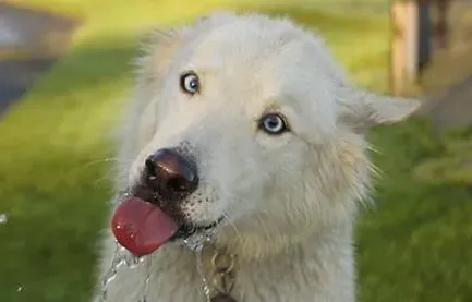 狗需要喝水吗 犬缺水会造成机体功能失调 | 狗