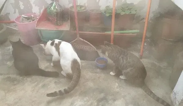 把罐罐交出来！猫猫们呛声讨保护费 | 猫