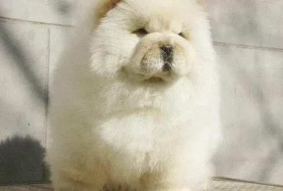 松狮犬|松狮犬老吃便便怎么能改正过来