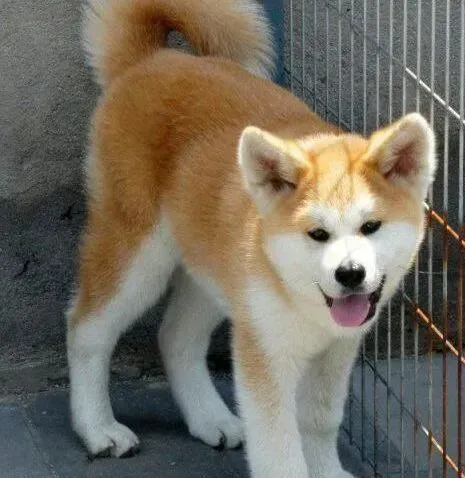 秋田犬|饲养常识 照顾秋田犬时要注意哪两个方面