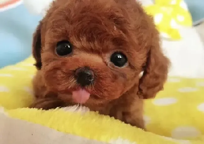 茶杯犬|茶杯犬从出生到断奶的管理方法