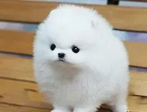 博美犬|两个月的博美犬可以吃蛋糕和达能饼干吗