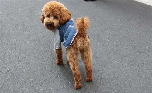 狗细小病毒传染人吗 细小病毒不会传染给人的 | 细小